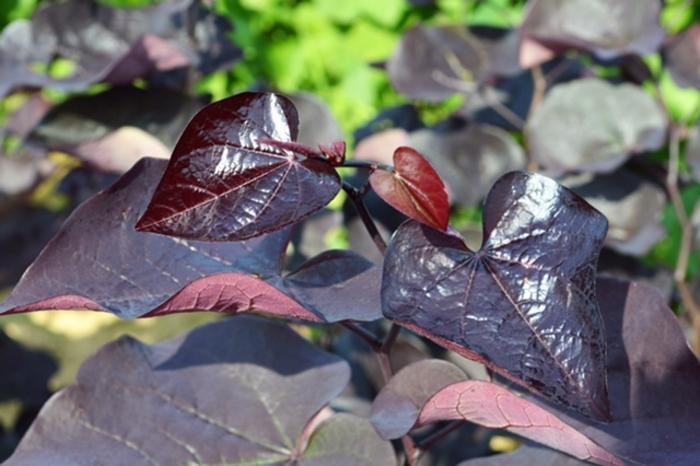 Cercis canadensis Black Pearl&reg;