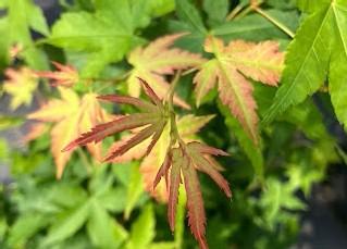 Acer palmatum 'Kashima Yatsubusa' - Kashima Yatsubusa Japanese Maple STD 