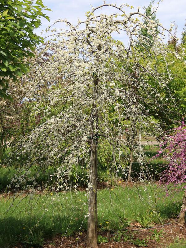 Cercis canadensis 'Vanilla Twist' - Vanilla Twist Eastern Redbud 