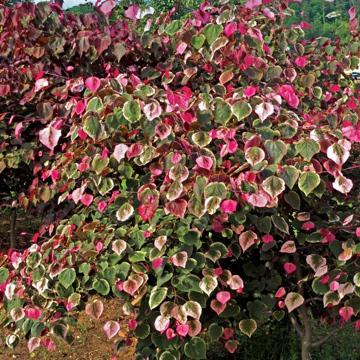Cercis canadensis Carolina Sweetheart&reg;