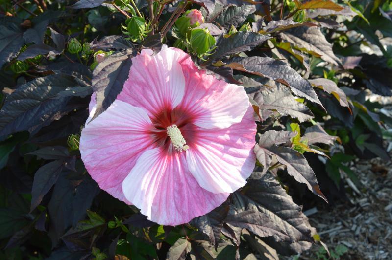 Hibiscus 'Starry Starry Night' - Starry Starry Night Hibiscus from Panther Creek Nursery