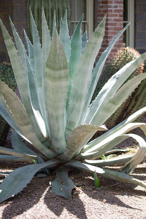 Agave americana - Agave 