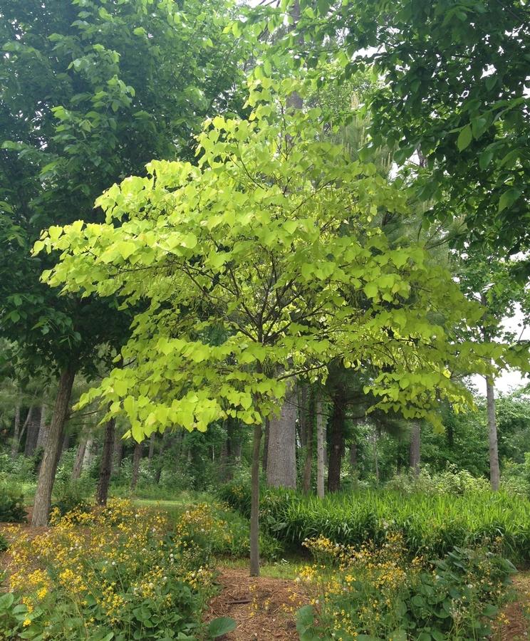 Cercis canadensis 'Hearts of Gold' - Hearts of Gold Eastern Redbud 