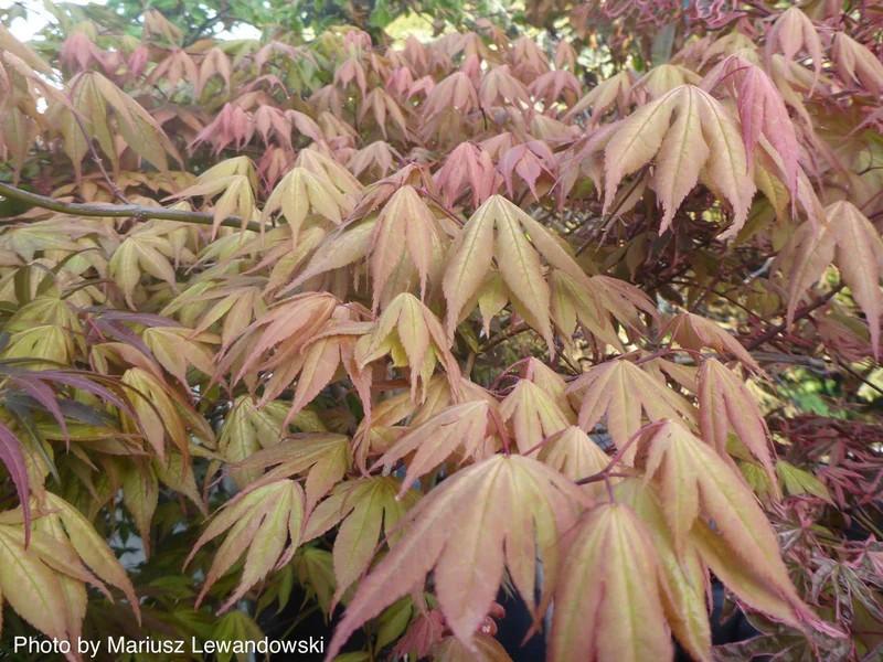 Acer palmatum 'Aka Shigitatsu Sawa' - Aka Shigitatsu Sawa Japanese Maple 