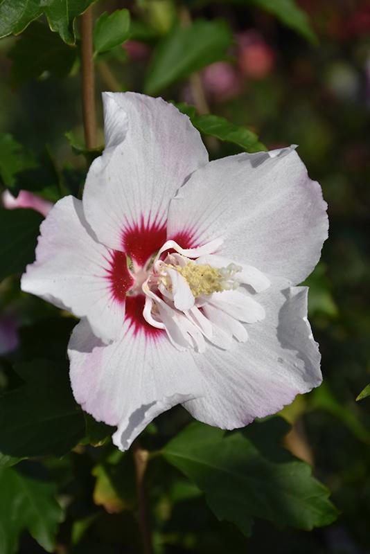 Hibiscus syriacus 'Fiji' - Fiji Hibiscus TF from Panther Creek Nursery