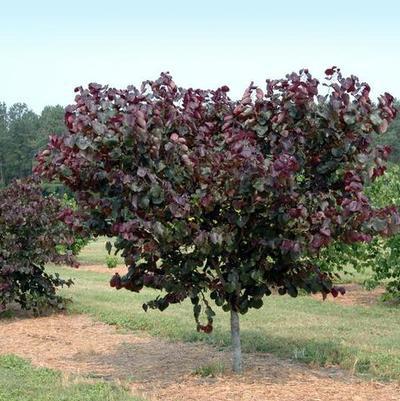 Cercis canadensis 'Sparkling Wine™' - Sparkling Wine Eastern Redbud 