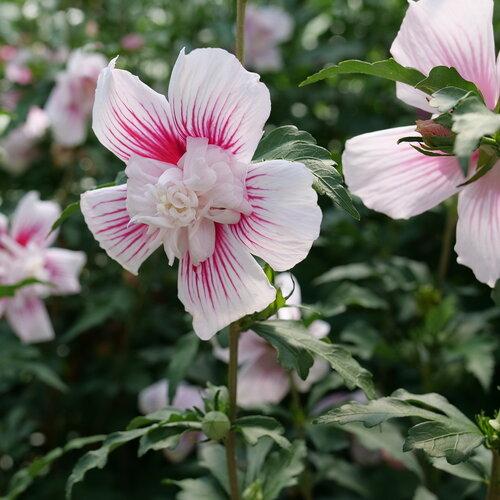 Hibiscus syriacus 'Star Blast Chiffon' - Star Blast Chiffon Hibiscus TF from Panther Creek Nursery