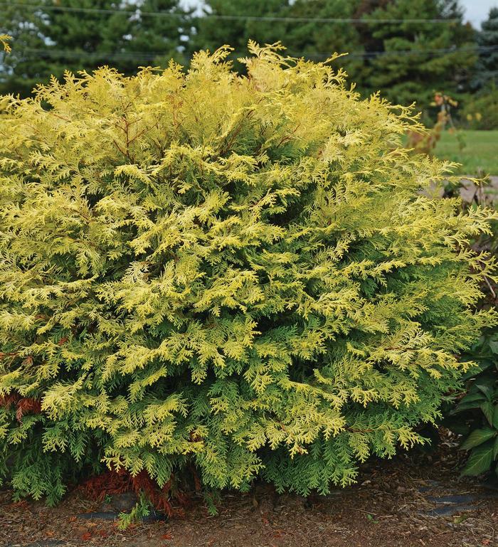 Chamaecyparis obtusa Conschlecht&trade;