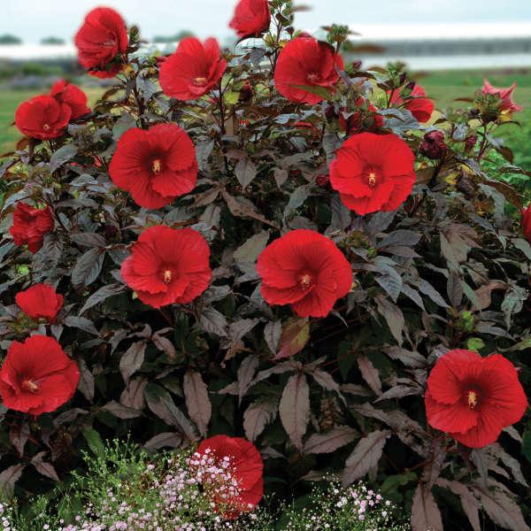 Hibiscus moscheutos 'Midnight Marvel' - Midnight Marvel Hibiscus(Red)