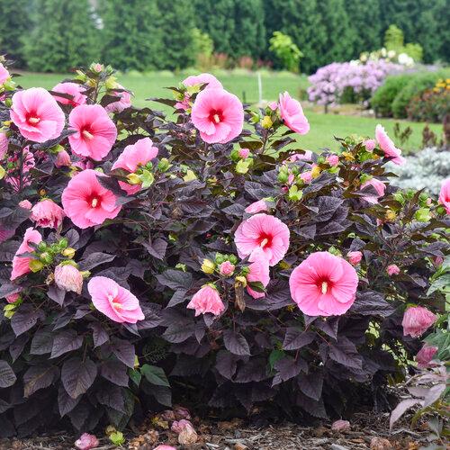 Hibiscus moscheutos 'Edge of Night' - Edge of Night Hardy Hibiscus