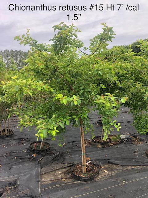 15g Chionanthus retusus - Chinese Fringetree from Panther Creek Nursery
May 2026
