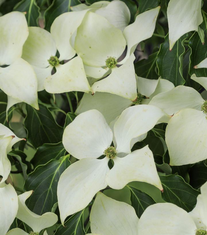 Cornus kousa 'Greensleeves' - Greensleeves Kousa Dogwood 