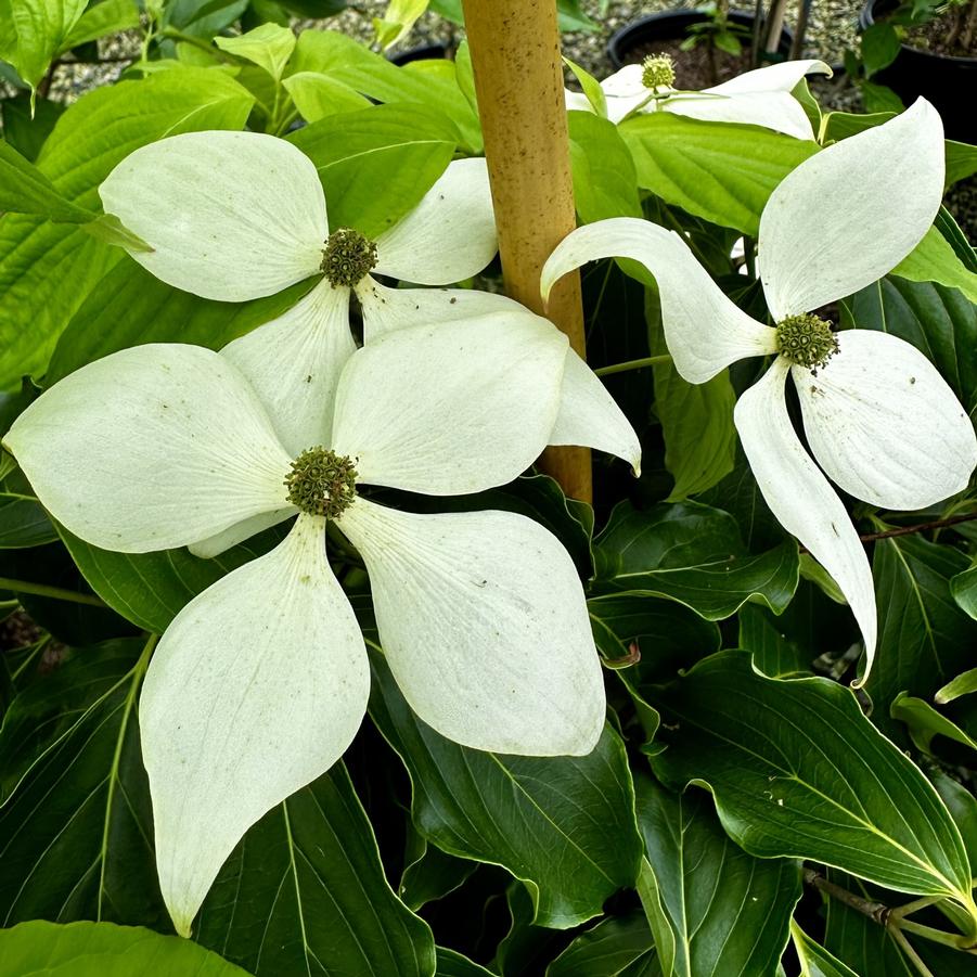 Cornus kousa 'Snow Tower' - Snow Tower Dogwood (white) 