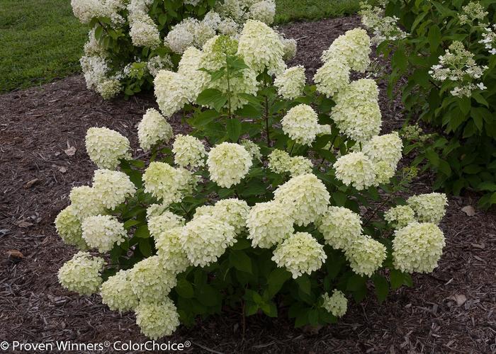 Hydrangea paniculata PP22330/ Proven Winners Color Choice Jane