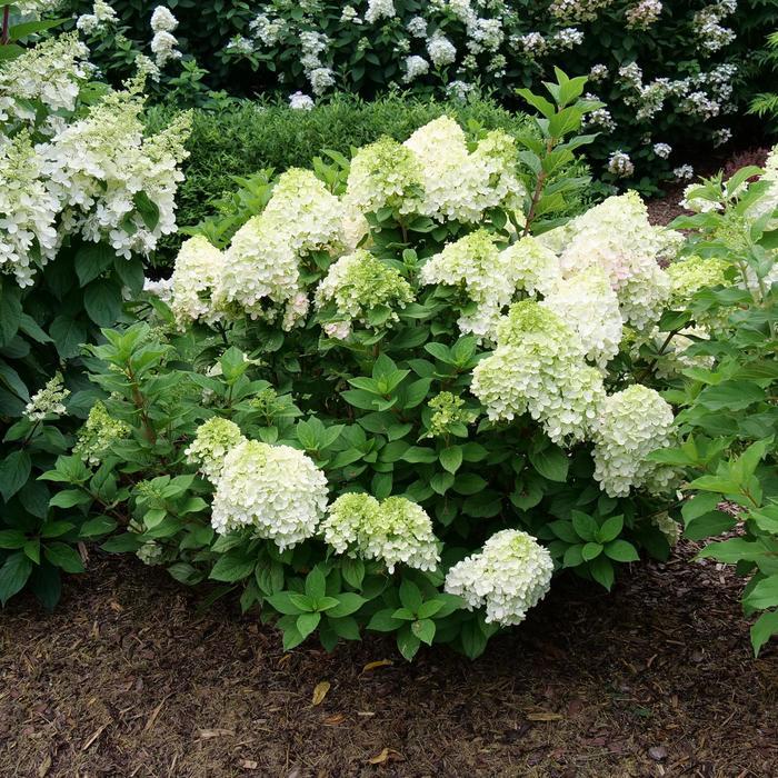 Hydrangea paniculata 'SMNHPH' PP33207/ Proven Winners Color Choice Little Lime Punch&trade;