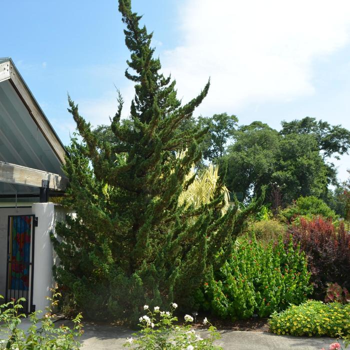 Juniperus chinensis Torulosa&trade;