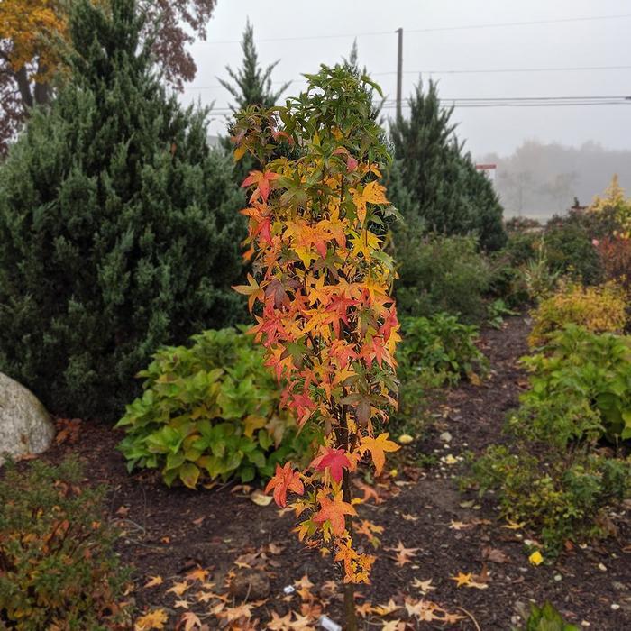 Liquidambar styraciflua Slender Silhouette