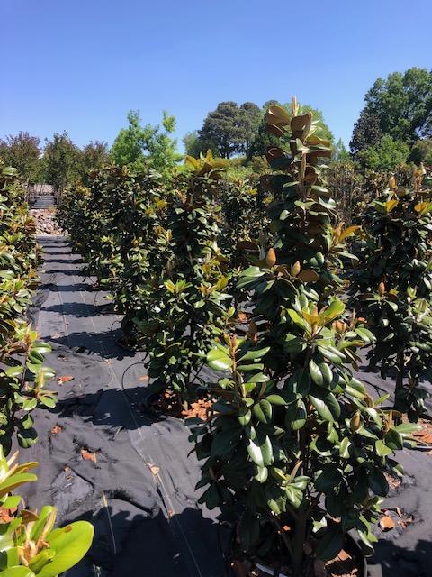 25g Magnolia grandiflora 'Teddy Bear®' - Teddy Bear Magnolia® from Panther Creek Nursery
April 2026