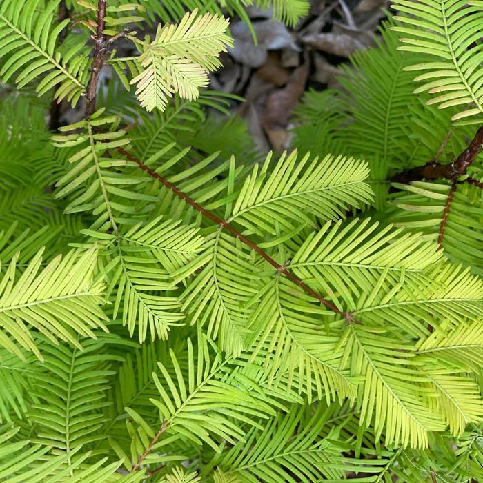 Metasequoia glyptostroboides Soul Fire
