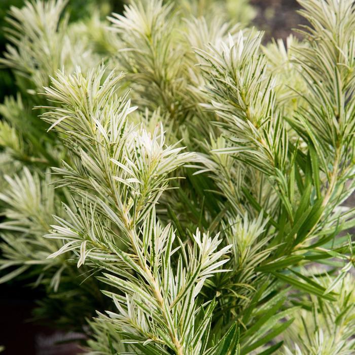 Podocarpus macrophyllus Roman Candle&trade;