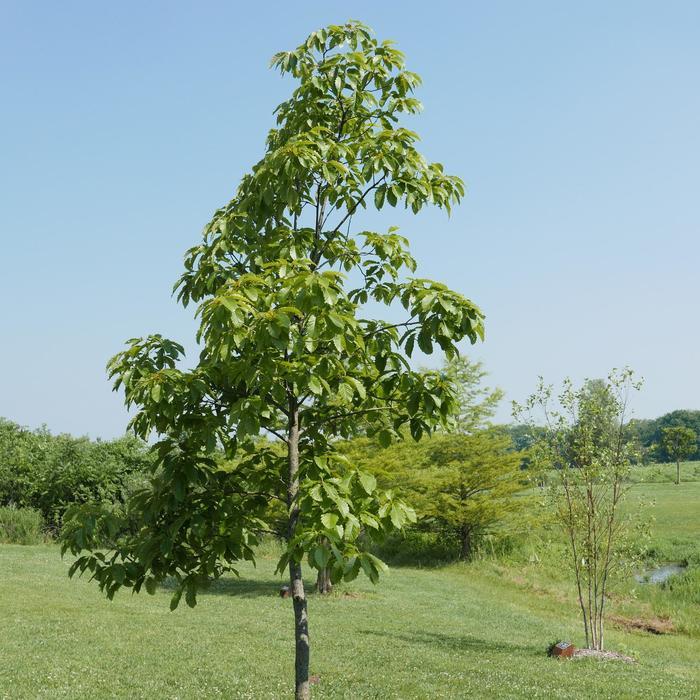 Quercus prinus 
