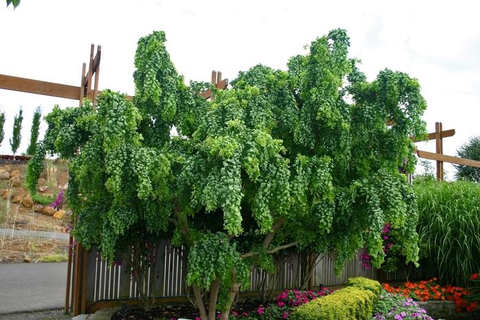 Robinia pseudoacacia Twisty Baby&reg;
