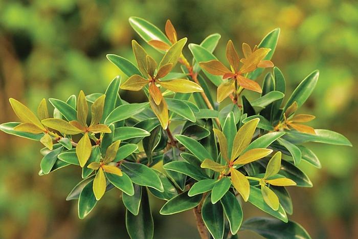 Ternstroemia gymnanthera Bronze Beauty&trade;