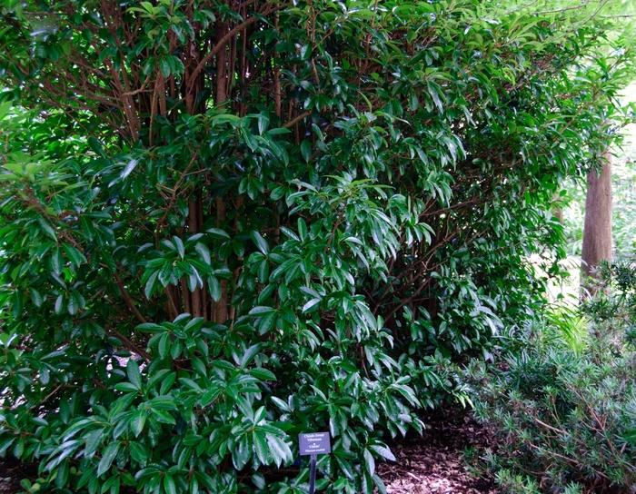 Viburnum awabuki Chindo