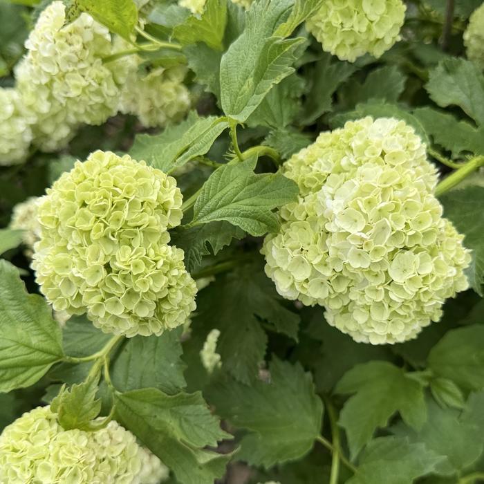 Viburnum opulus Roseum