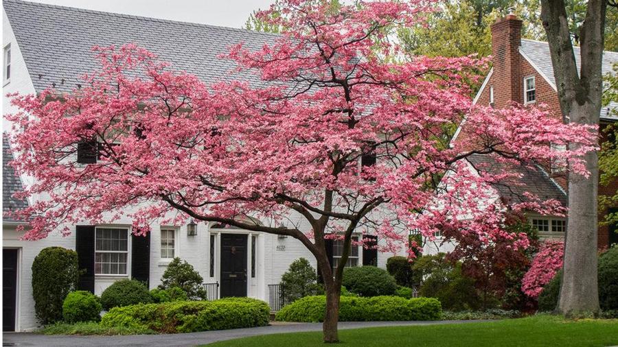 Cornus x 'Stellar Pink' - Stellar Pink Dogwood 