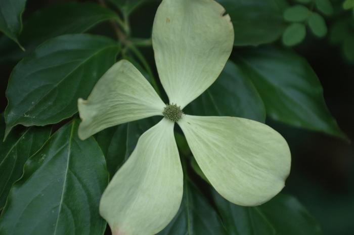 Cornus x Constellation&reg;