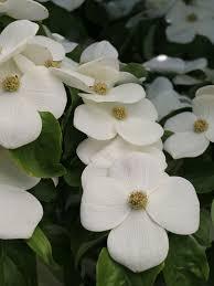 Cornus x elwinortonii 'Starlight®' - Starlight Dogwood® 