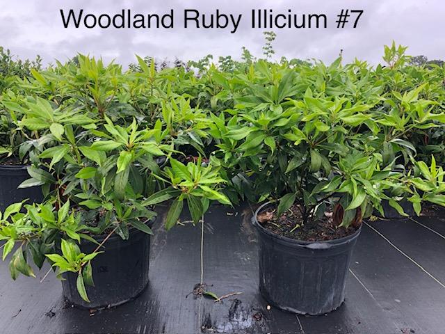 7g Illicium x 'Woodland Ruby' - Woodland Ruby Anise (red) from Panther Creek Nursery
May 2026