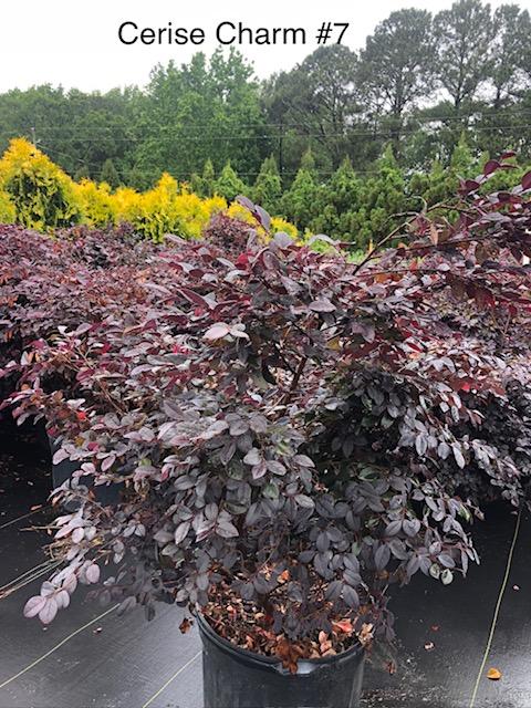 7g Loropetalum chinense 'Cerise Charm' - Cerise Charm Loropetalum from Panther Creek Nursery
May 2026