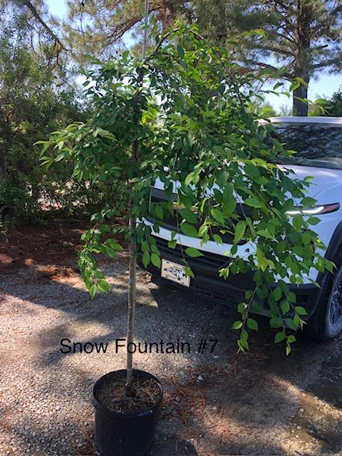 7g Prunus 'Snow Fountain' - Snow Fountain Weeping Cherry from Panther Creek Nursery
April 2026