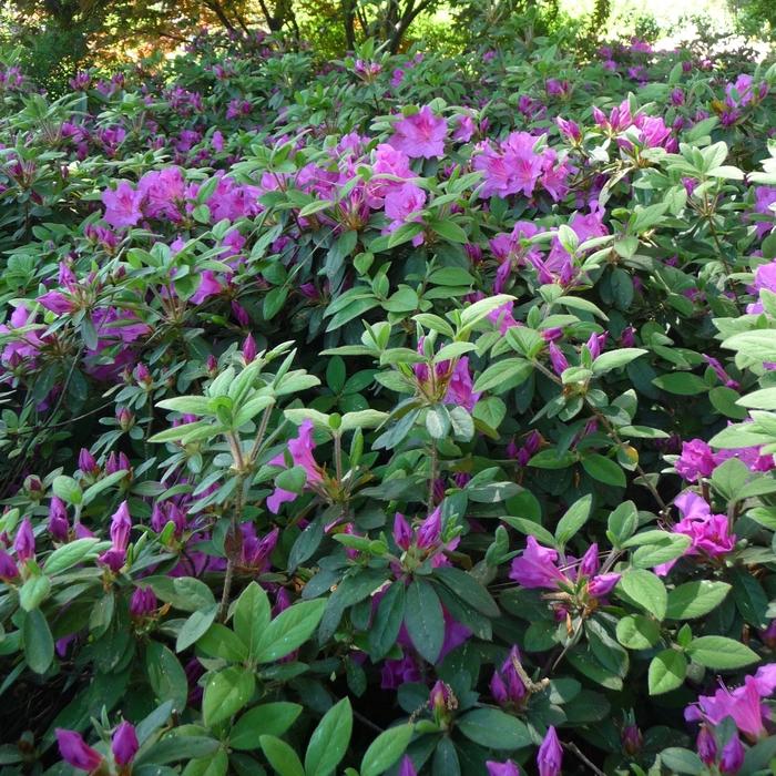 Rhododendron Encore&reg; Conlec