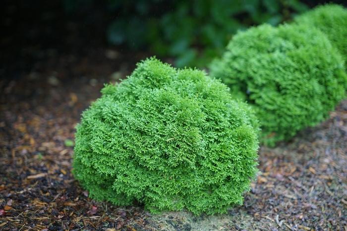 Thuja occidentalis Tater Tot&reg;