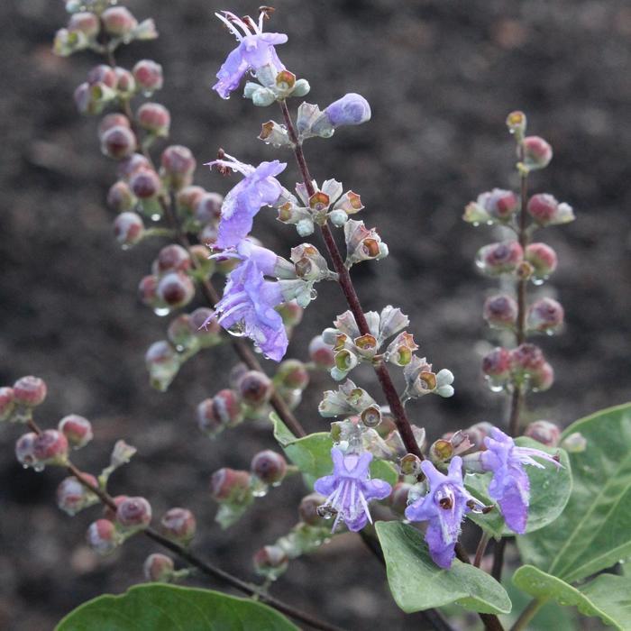 Vitex Summertime Blues&reg;