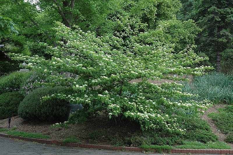 Cornus alternifolia - Pagoda Dogwood 