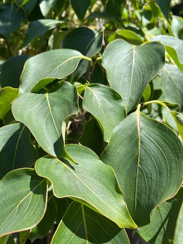 Cornus kousa 'Blue Ray' - Blue Ray Kousa Dogwood 