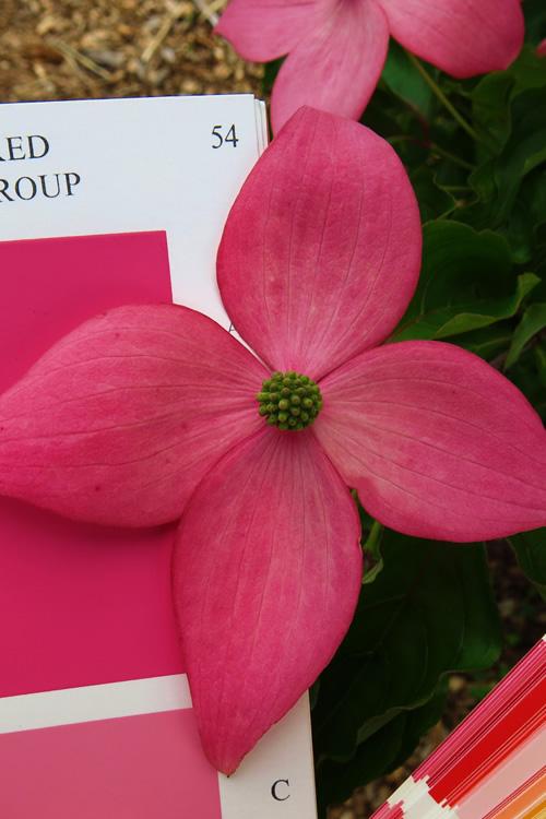 Cornus kousa 'Scarlet Fire™' - Scarlet Fire Kousa Dogwood™ 