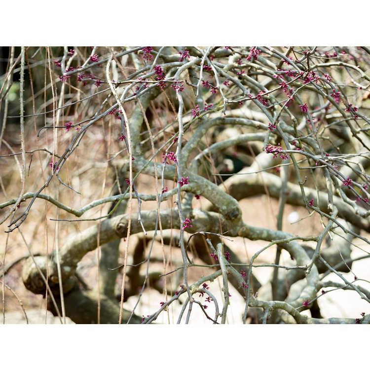 Cercis canadensis var texensis 'Traveller' - Traveller Redbud 