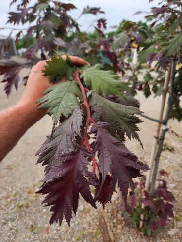 Corylus avellana 'Burgundy Lace' - Burgundy Lace Filbert TF 