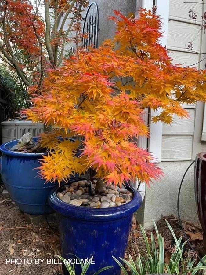 Acer palmatum 'Mikawa Yatsubusa' - Mikawa Yatsubusa Japanese Maple 