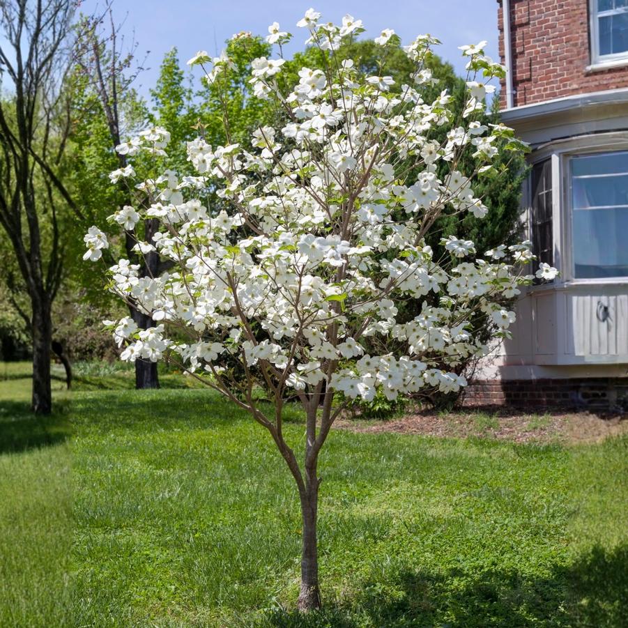 Cornus florida 'Super Princess' - Super Princess Dogwood 