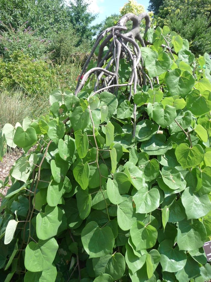 Cercis canadensis Lavender Twist&reg;