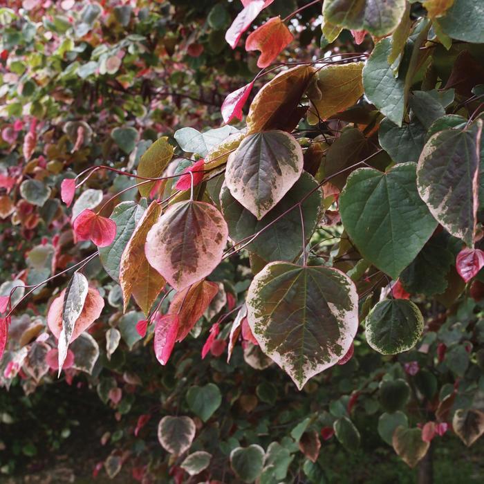 Cercis canadensis Carolina Sweetheart&reg;