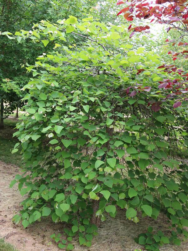 Cercis canadensis 'Pink Heartbreaker' - Pink Heartbreaker Weeping Redbud 