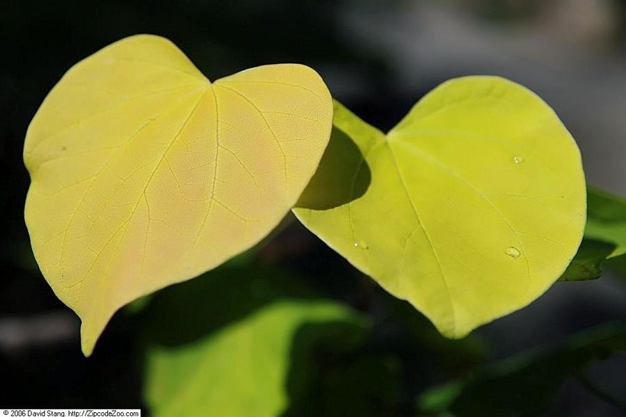 Cercis canadensis 'Hearts of Gold' - Hearts of Gold Eastern Redbud 