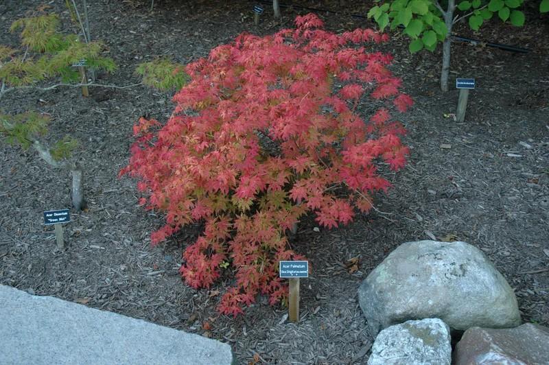 Acer palmatum 'Aka Shigitatsu Sawa' - Aka Shigitatsu Sawa Japanese Maple 